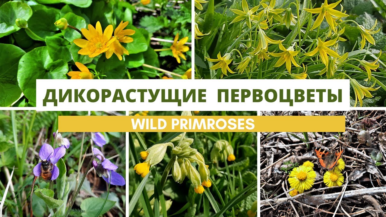 Дикорастущие первоцветы/Чистяк/Лютик/Фиалка душистая/Мать-и-мачеха/Примула весенняя/Гусиный лук