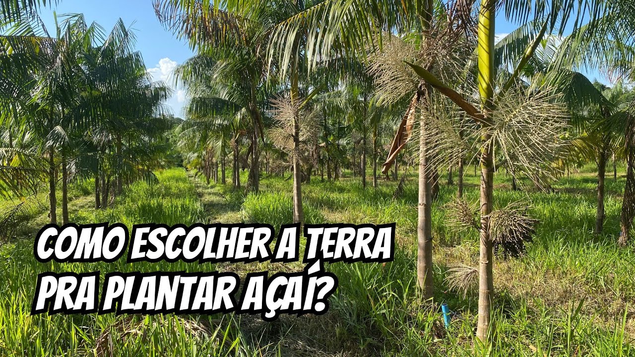 Dicas pra escolher a terra pro plantio de açaí