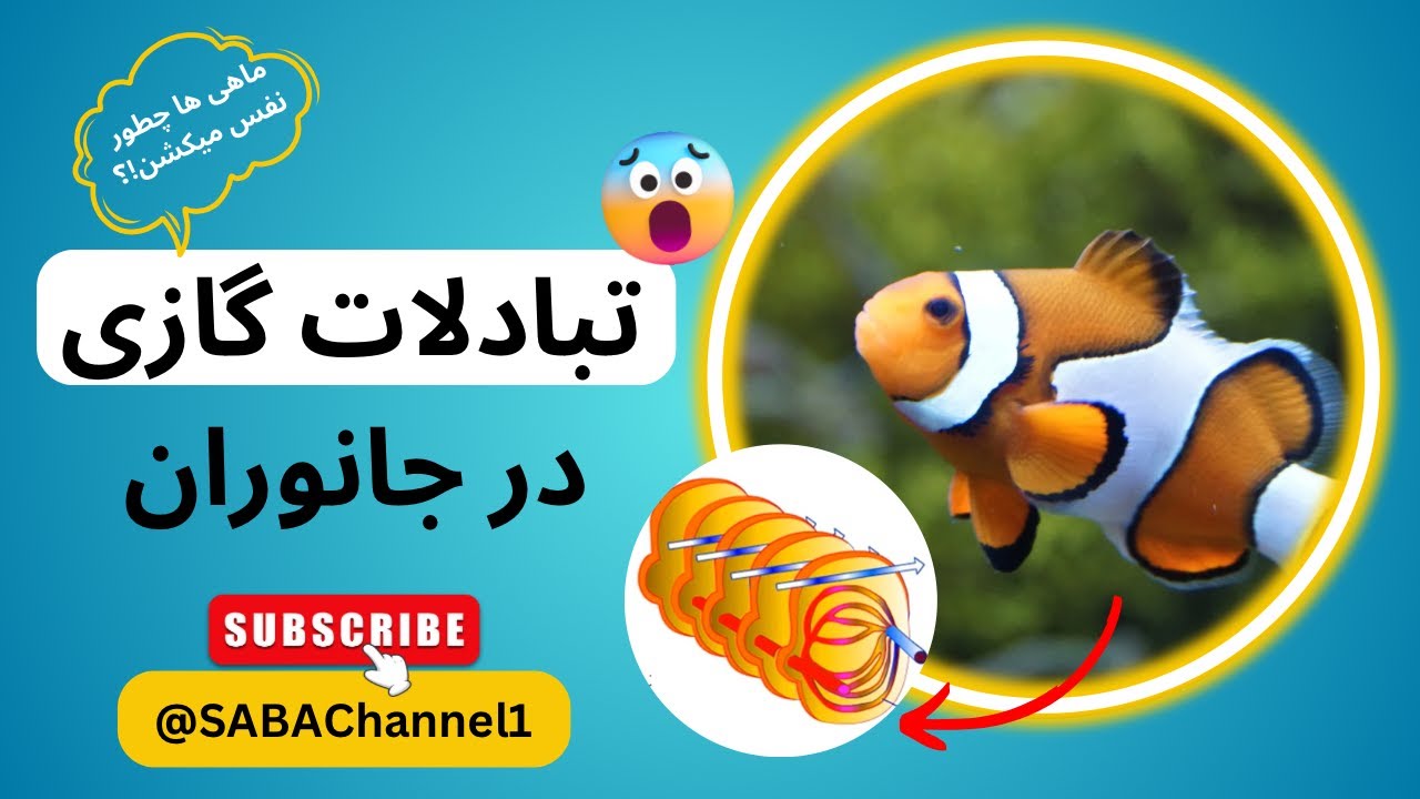 تبادلات گازی در جانوران | جمع بندی همه نکات تنفس در حیوانات