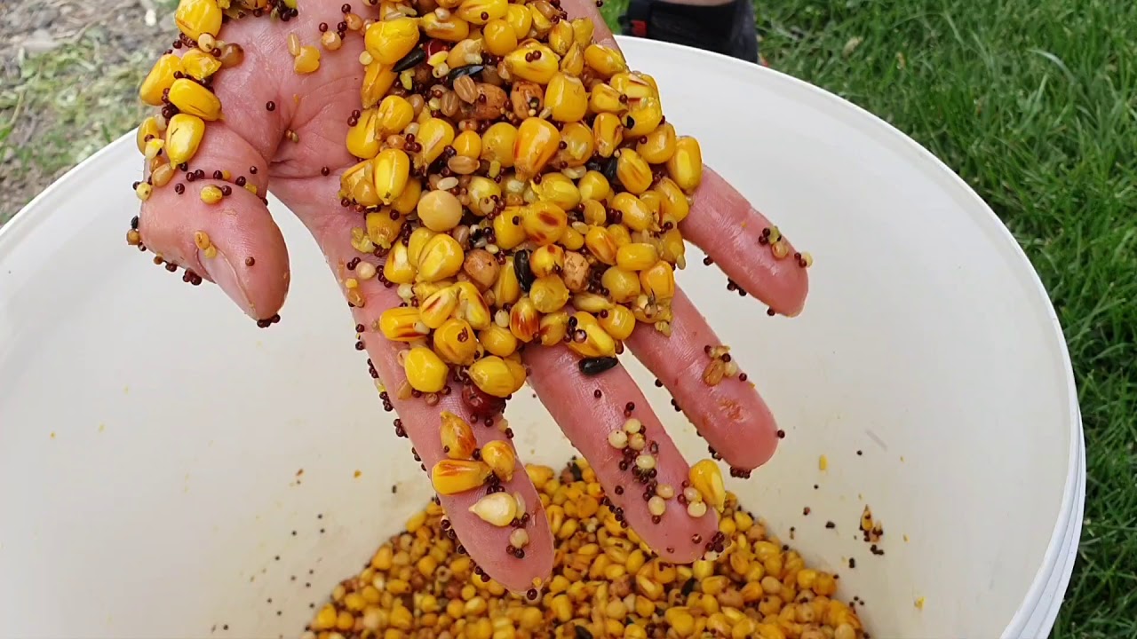 Mix Semințe Preparate SipCarp