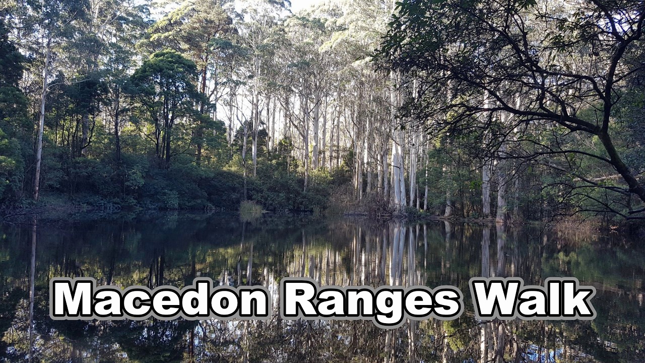 Macedon Ranges Walk - Macedon Regional Park. Victoria.