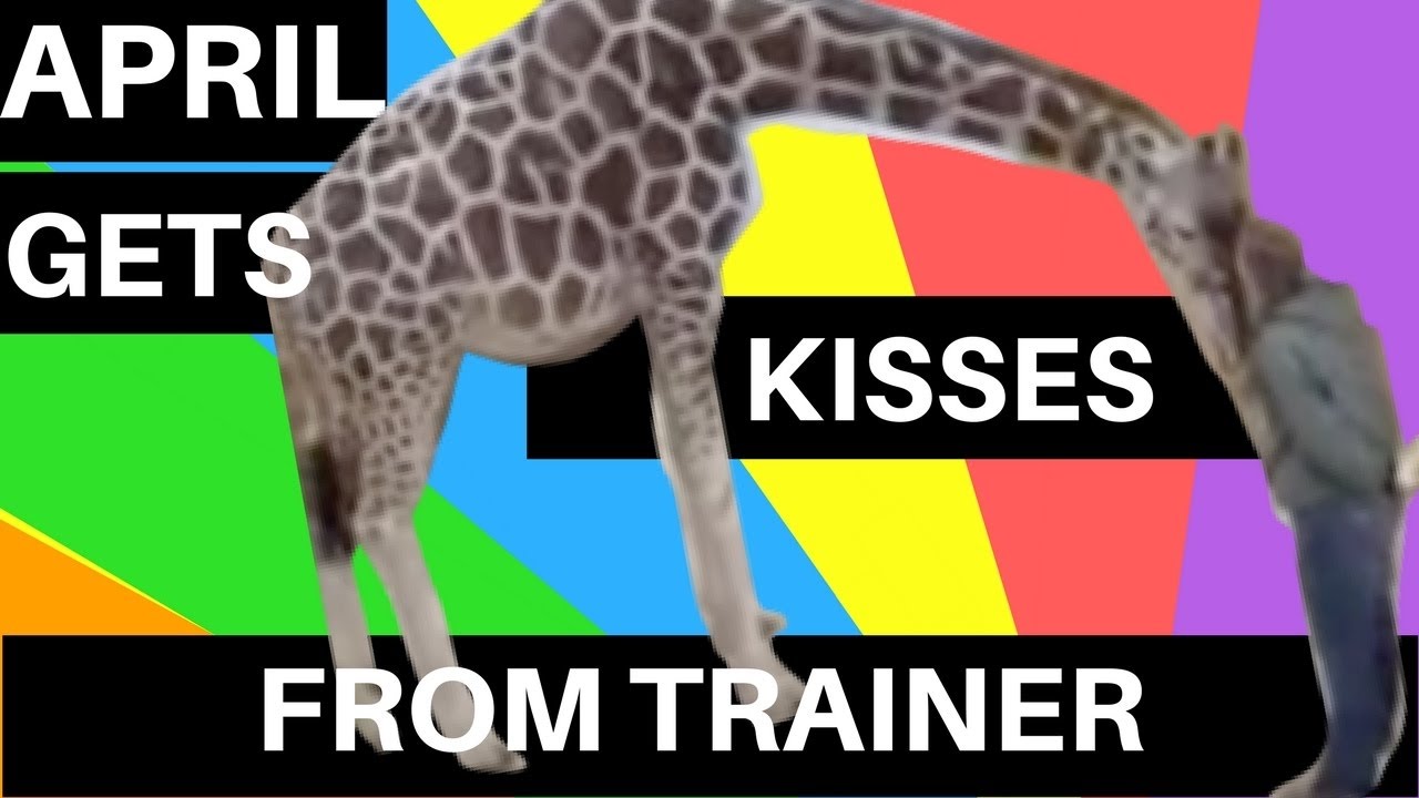 April the Giraffe Gets SO Excited to See Trainer Alyssa, Who Kisses Her Belly! SO CUTE!