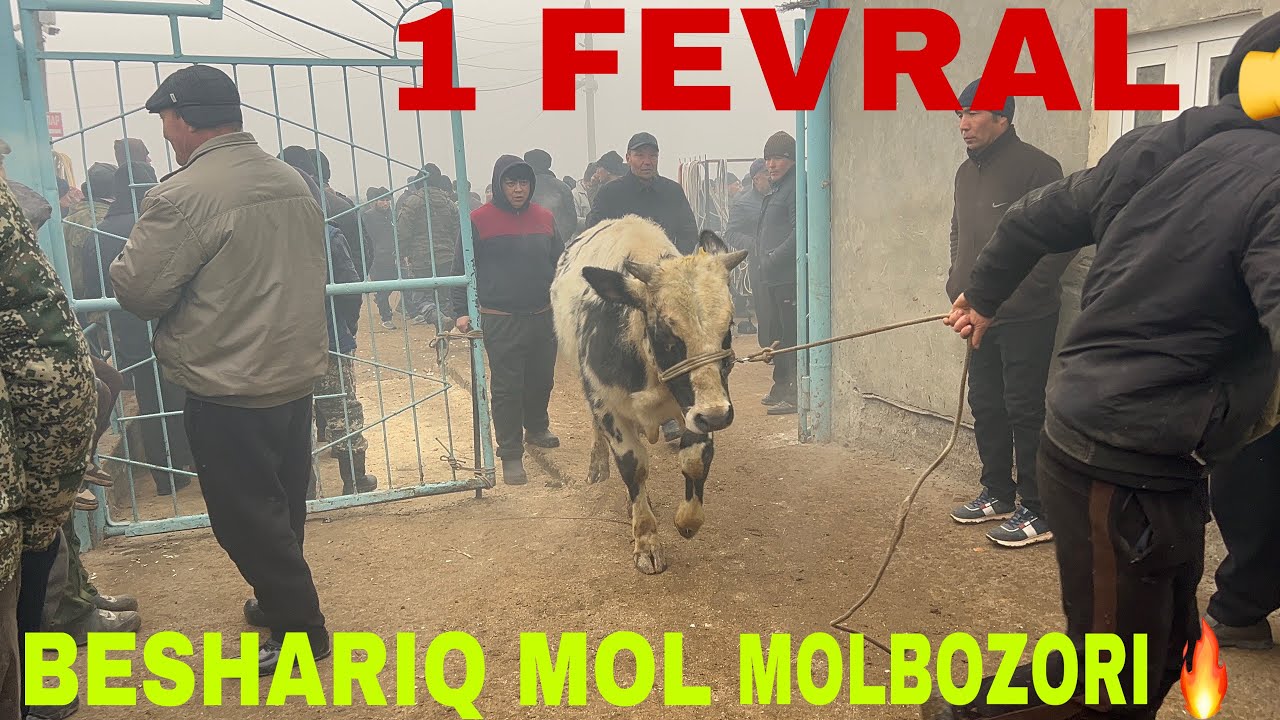 RYALNI SOTILGAN MOLLAR BESHARIQ MOL Bozori01022026✅✅✅
