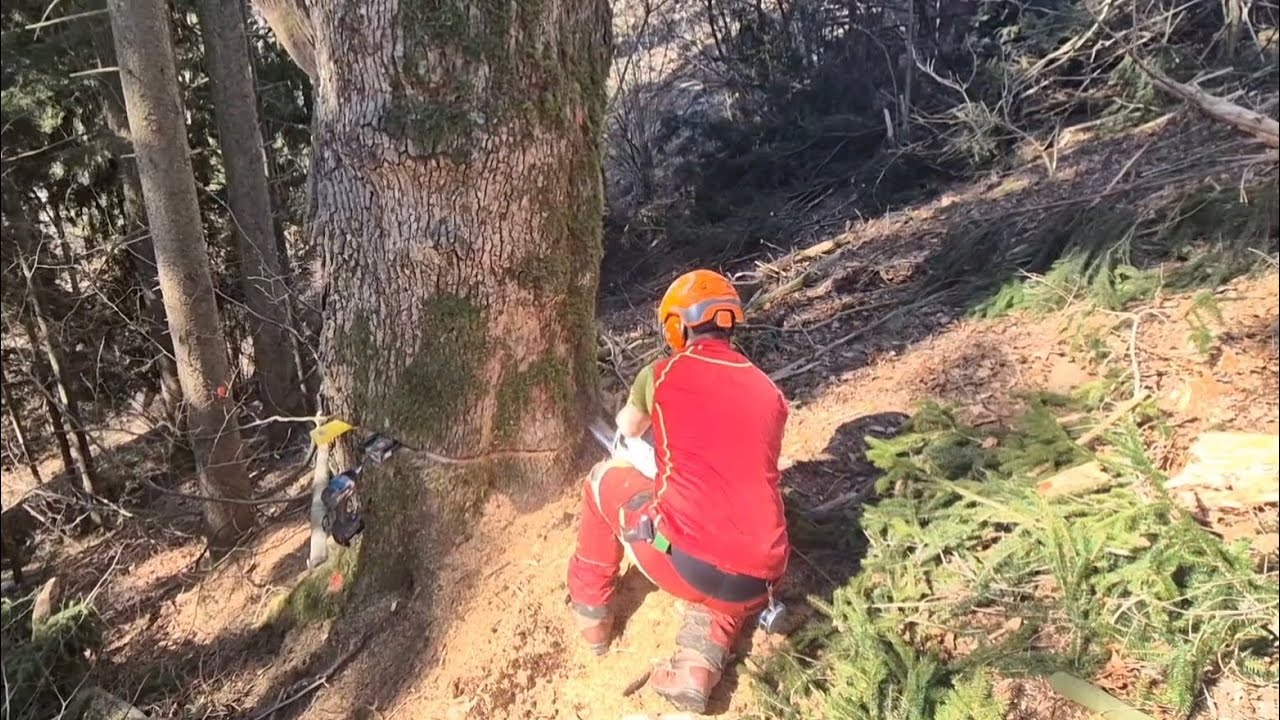 Posek hrastov s STIHL MS 500i