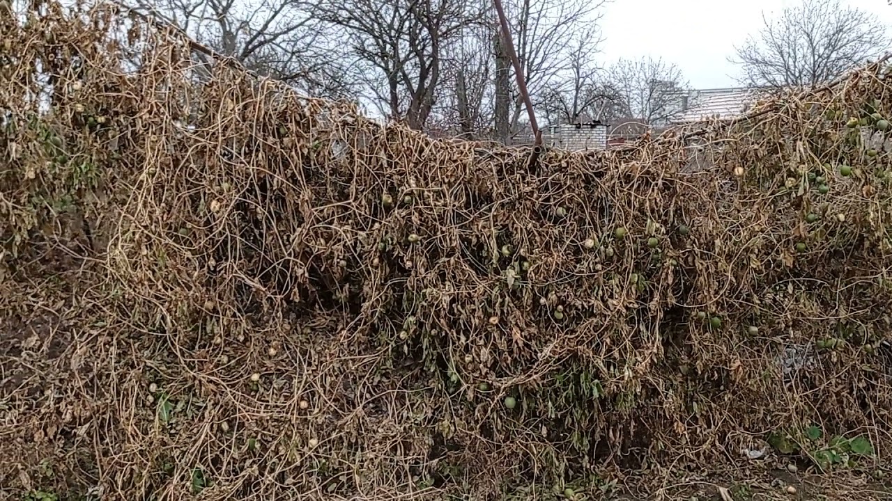 Маракуйя северная.Конец  ноября. Супер урожай который виден реально.