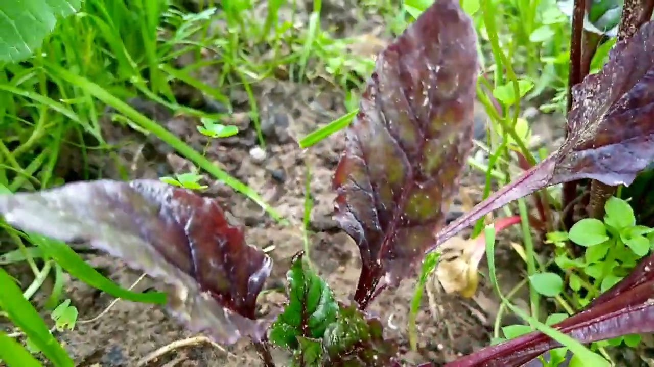Village vegetables