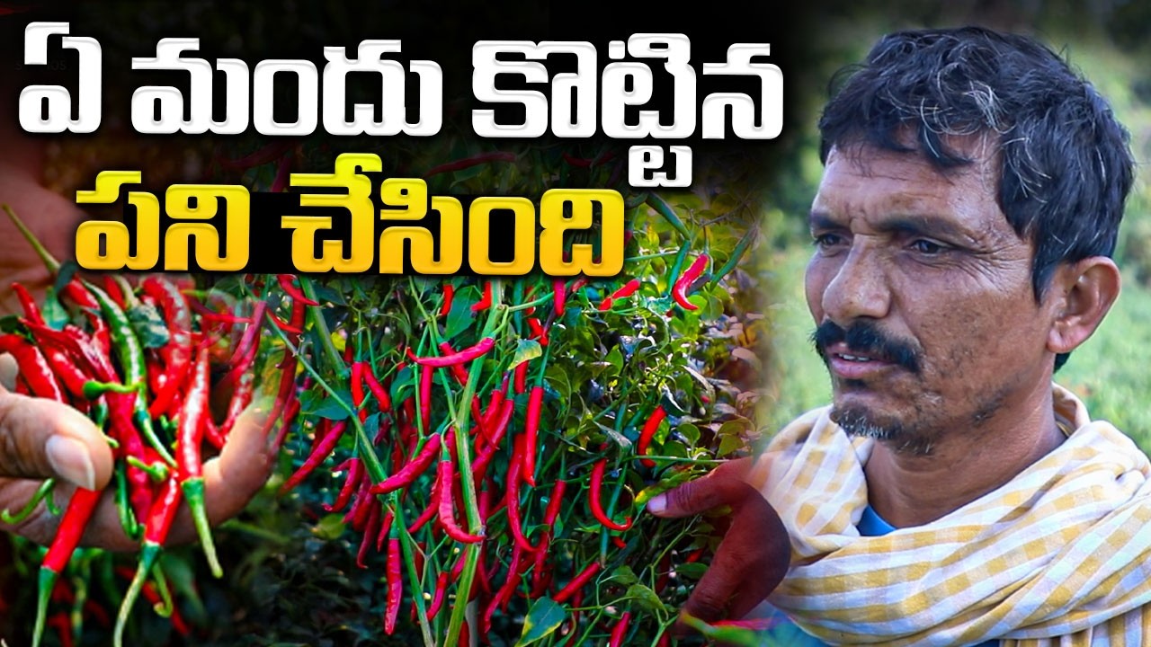 ఏ మందు కొట్టిన పని చేసింది Mirchi seeds | #anchornagesh @SignatureStudiostv