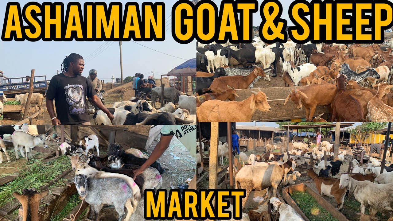 GOAT AND SHEEP PRICES IN ASHAIMAN TULAKU (Aug 2025)_ I Was Not Ready