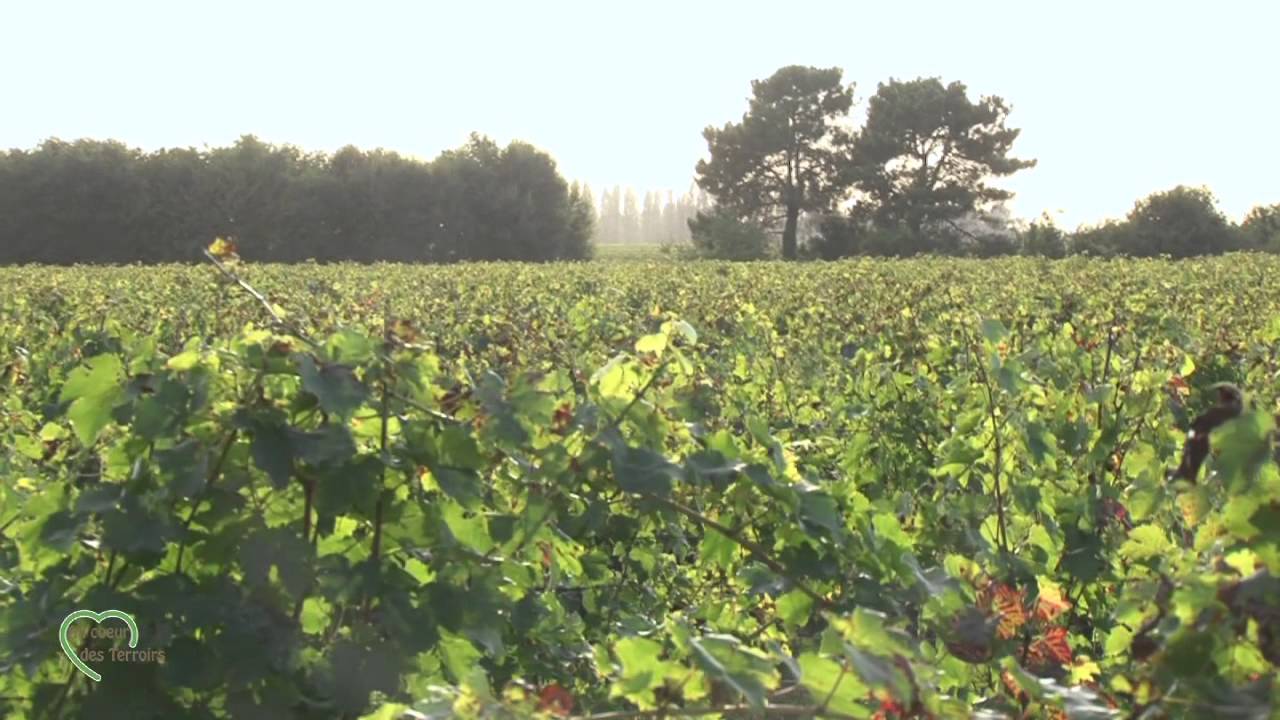 Chateau de Mini&egrave;re - Bourgueil
