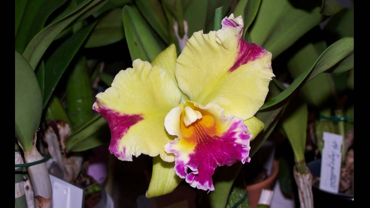 Cattleya Collection HD