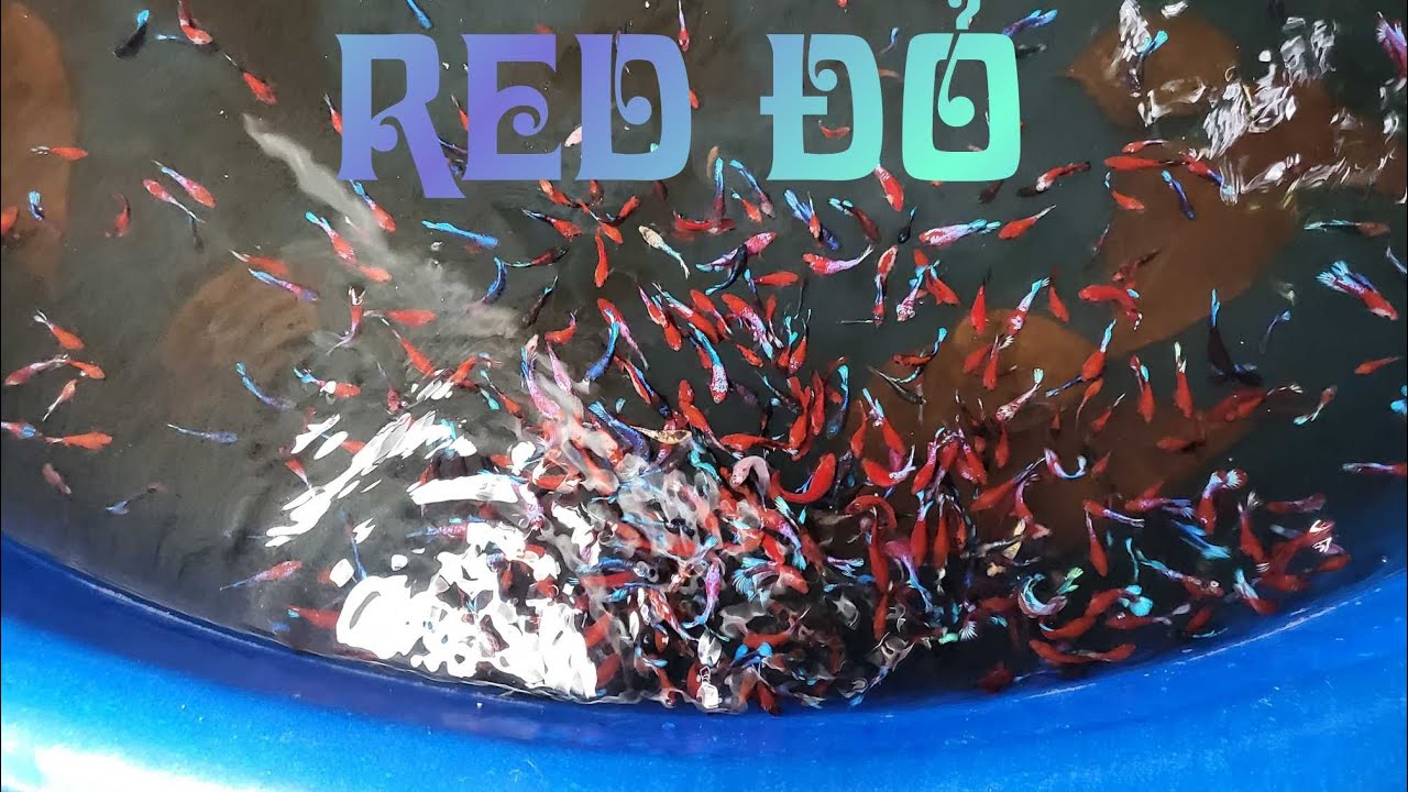 Đợt cá 12 - 11 - 2025 | Red Fancy Star Tail | Betta giá học sinh | Thanh Mai Betta Shop