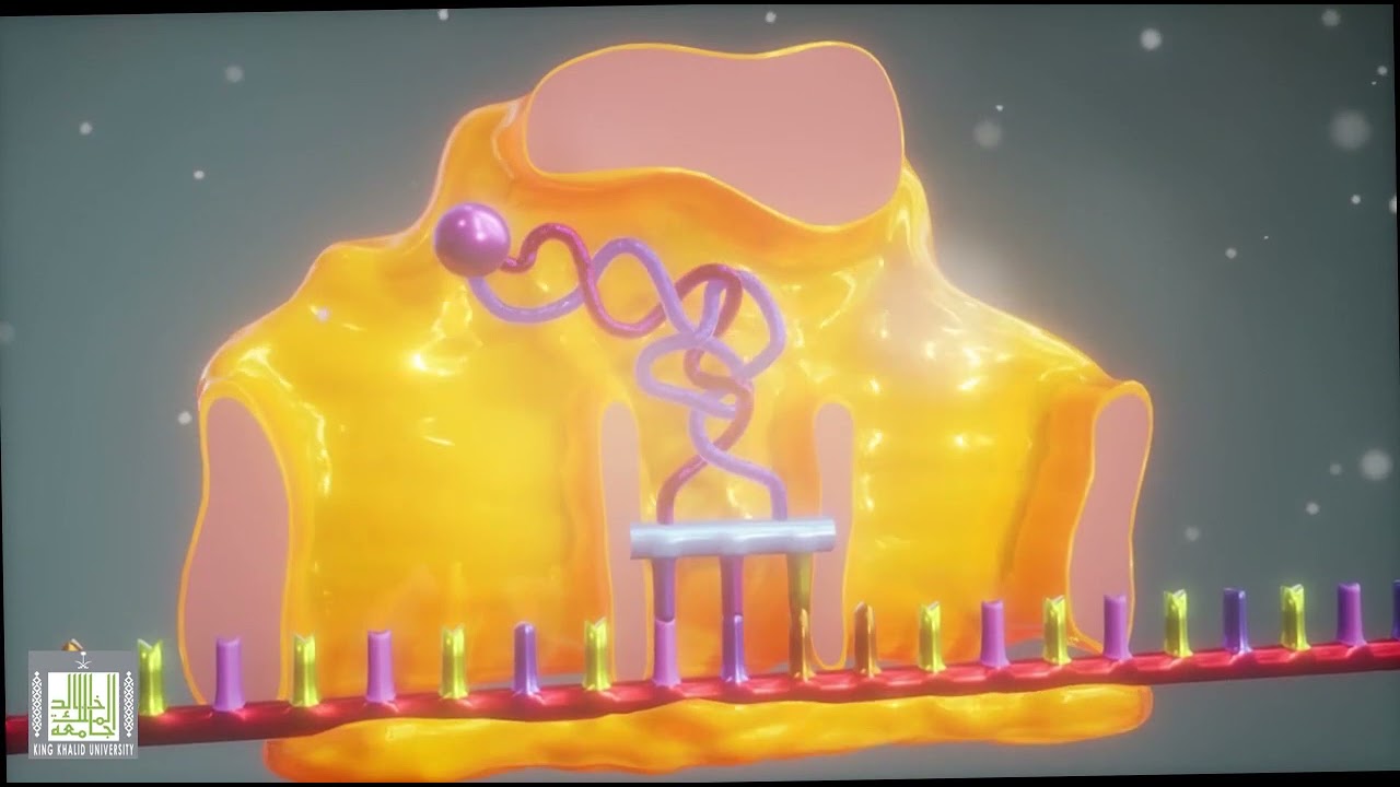 الشفرة الوراثية - ترجمة ال mRNA