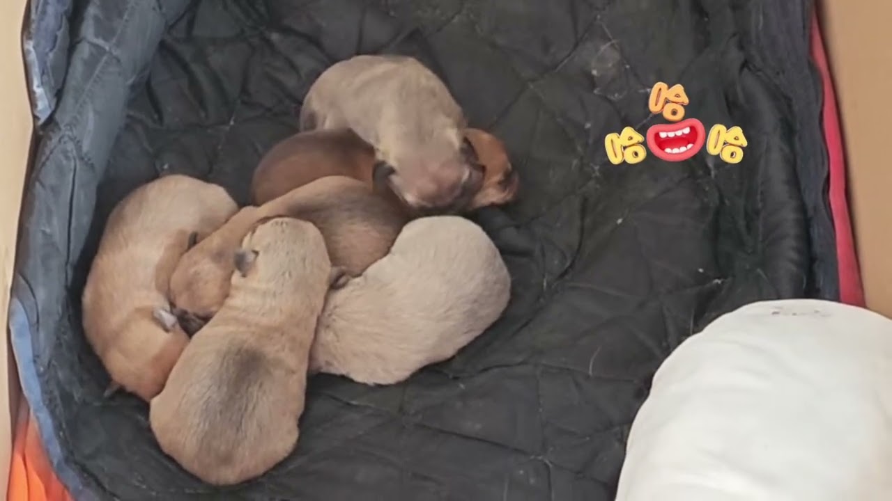 家人们看看刚出生的狗狗好可爱呀。Folks, look at the newly born puppies. They are so cute.