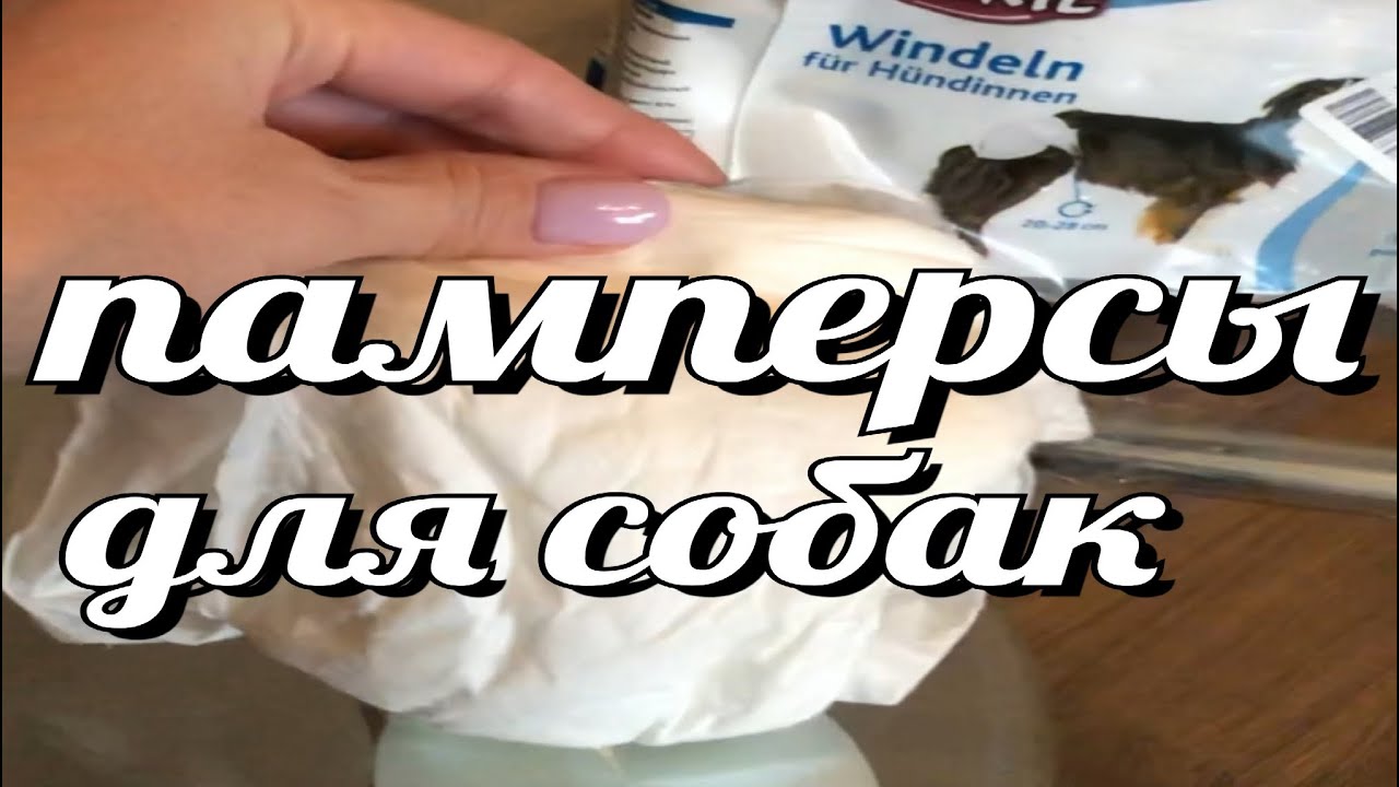 Памперсы для собак, плюсы и минусы, чем заменить?