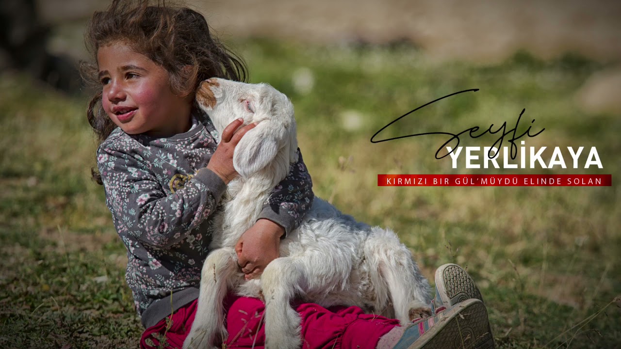 Seyfi Yerlikaya - Kırmızı Bir Gül’müydü Elinde Solan