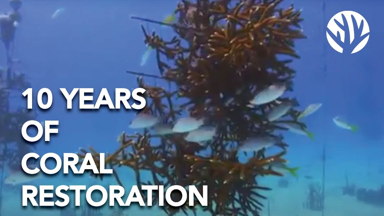 10 Years of Restoration Success - Catching Up With Coral