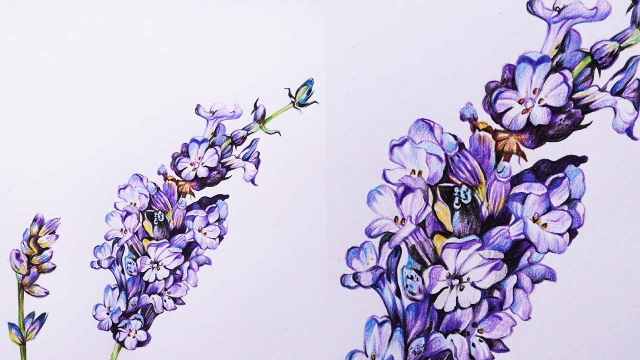 Lavender Flowers Drawing in Color Pencils | Flower Drawing