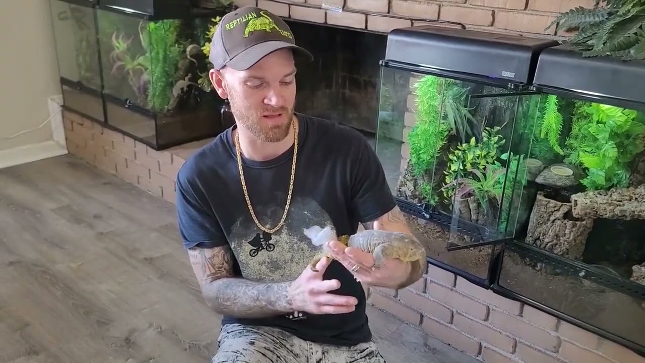 Updated Reptile Tour! Part 1!