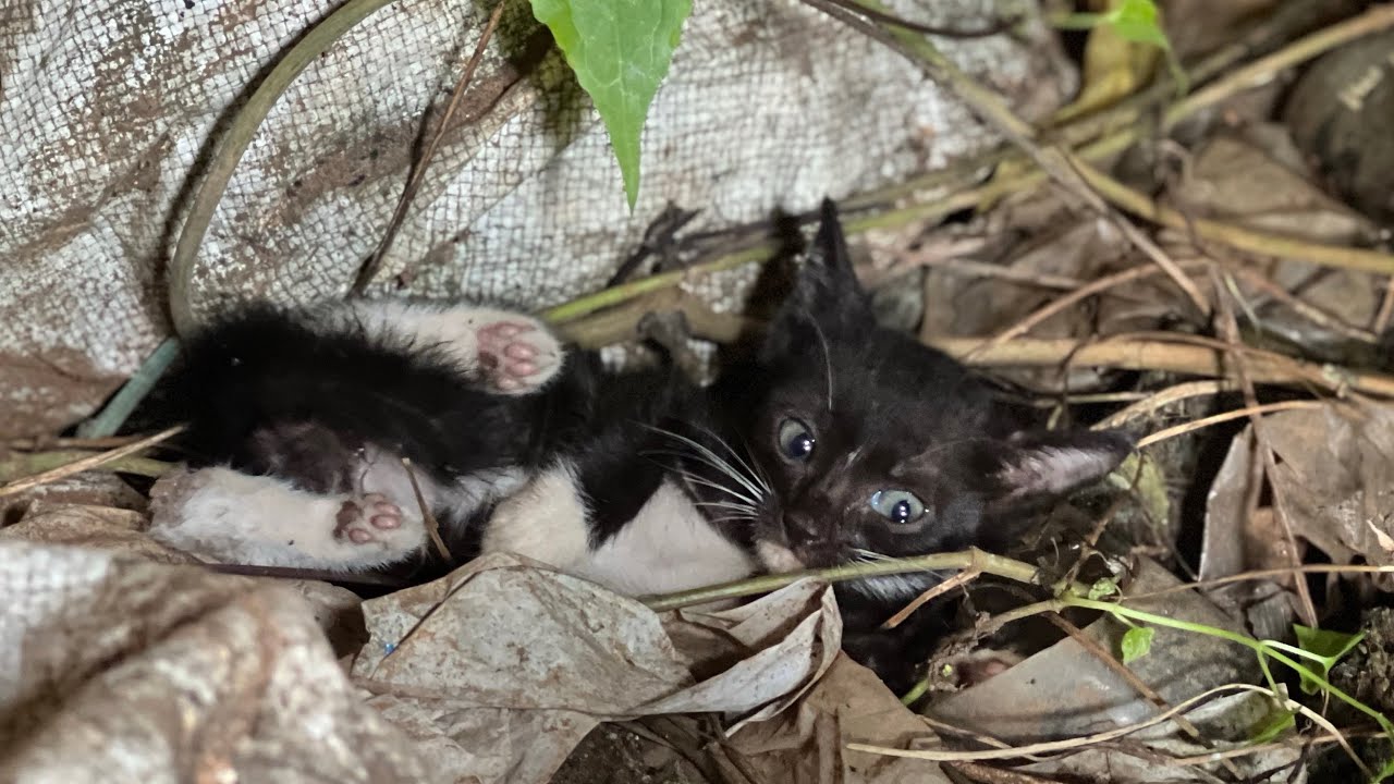 A Kitten Abandoned By Someone, Alone in a cave with no water and food
