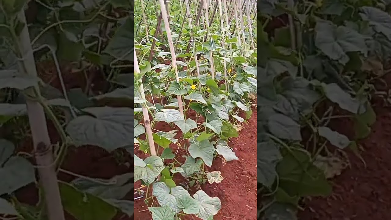 Amarrando P&eacute;s de Pepino nas estacas com Fitilho 🥒🥒 Q espet&aacute;culo de Planta&ccedil;&atilde;o 🙌🏼🙏🏻#shorts