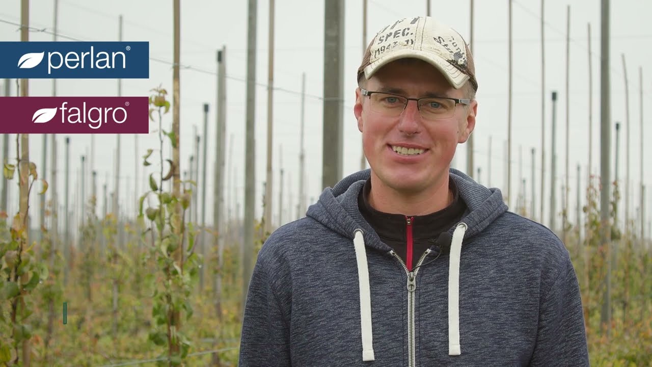 Gibereliny to spos&oacute;b na jakość gruszek &ndash; praktyczne porady sadownika