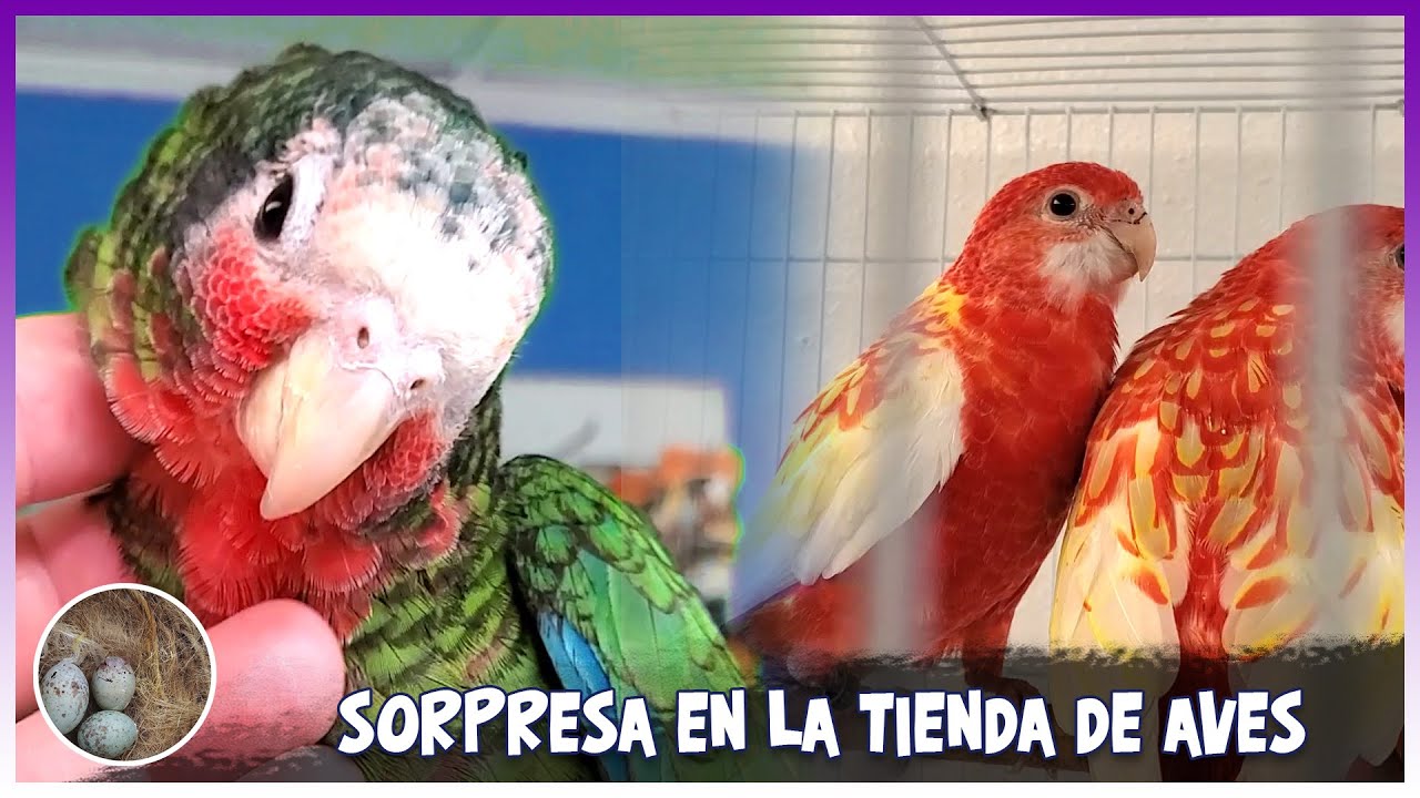 Sorpresa en la tienda de aves COTORRA CUBANA🦜