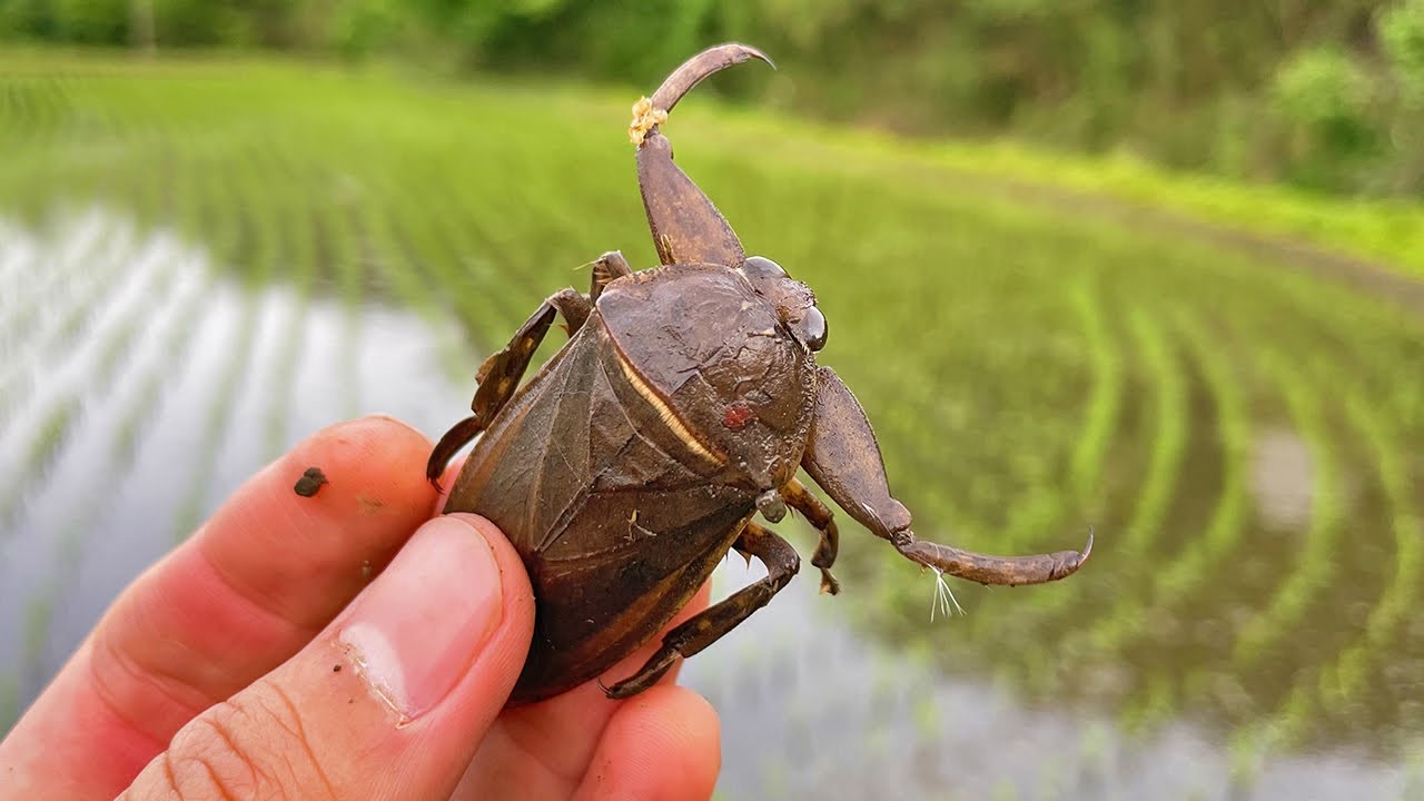 タガメはこうやって探すのだ！！！