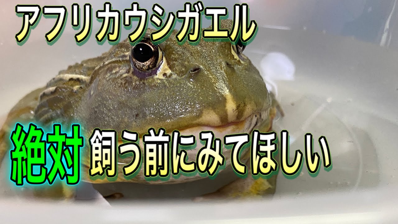 【カエル】為になるアフリカウシガエルを飼う前にみてほしい!