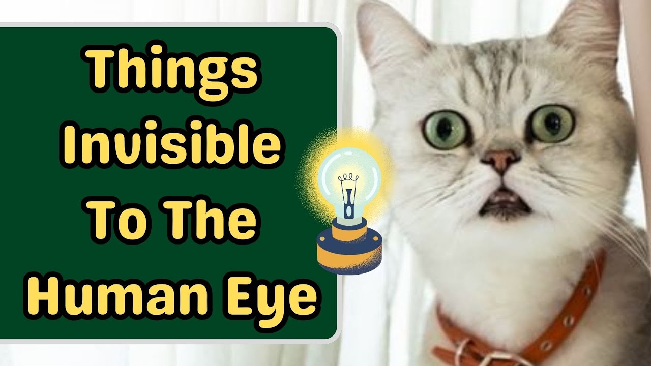 What Can Cats See That Humans Can't?