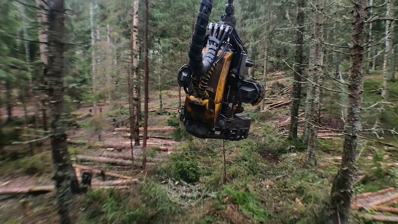 Kuusikon harvennusta ja uran havuttamista