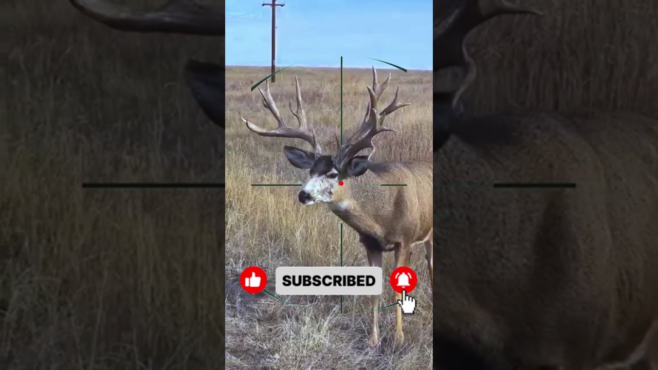 STOP Choosing the Wrong Mule Deer Round! 10 Best Cartridges for the 