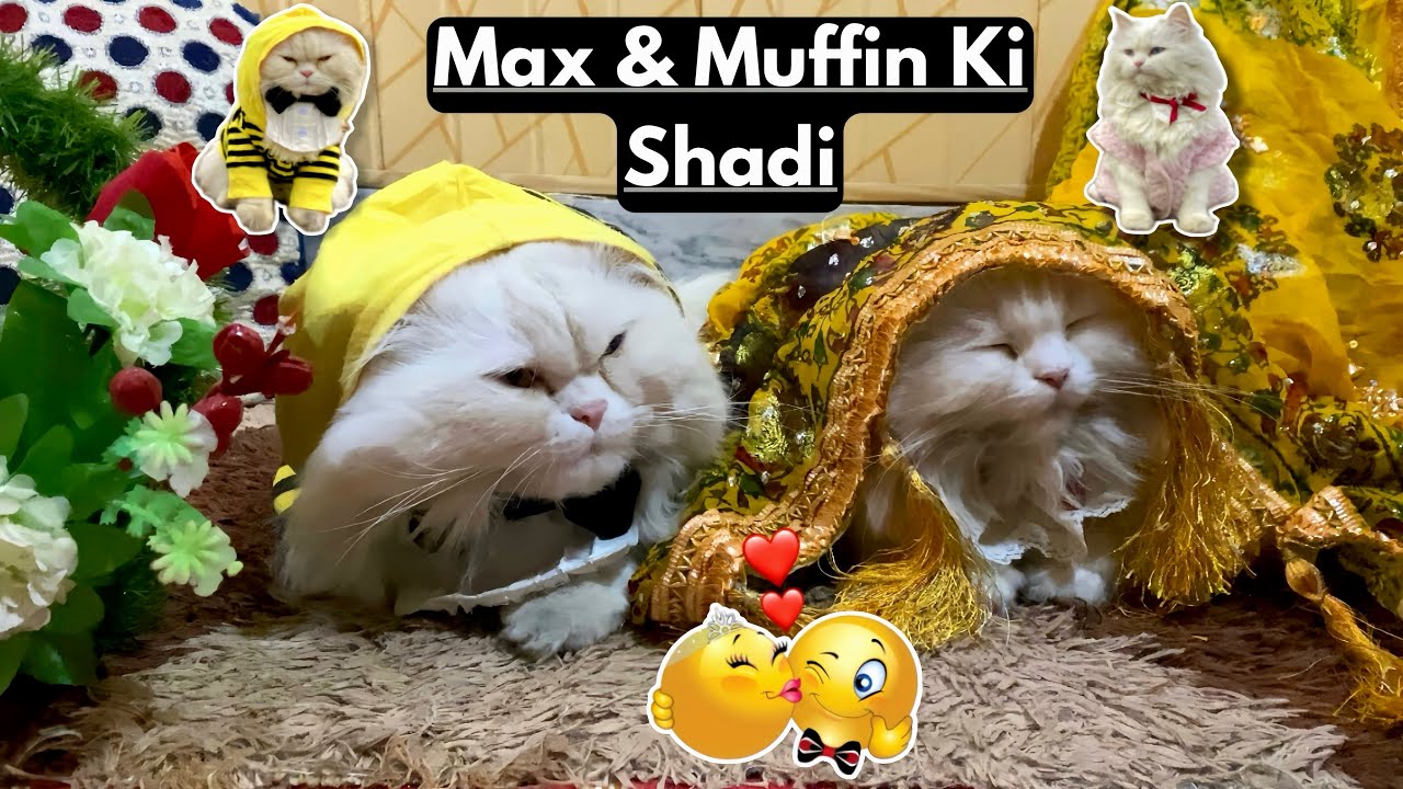Max & Muffin Got Married💍 || Most cutest & romantic couple 😻|| Mashallah ♥