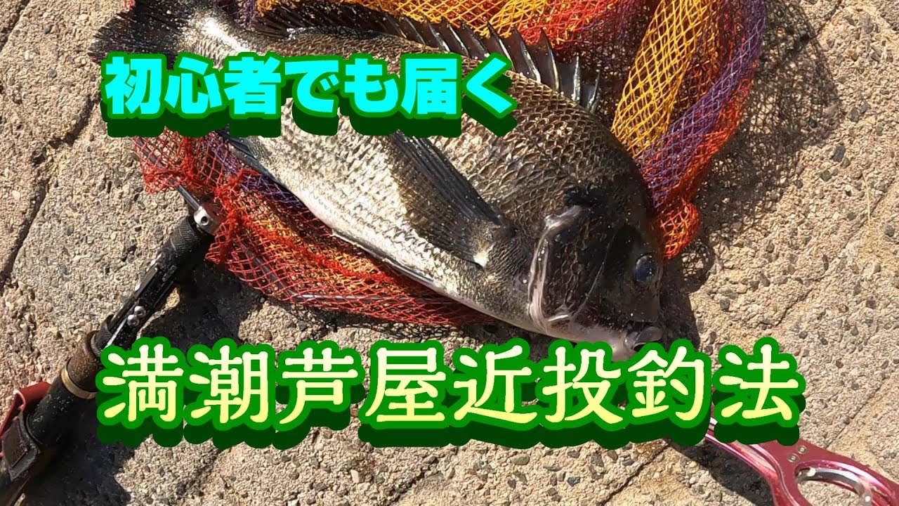 南芦屋浜、満潮時に良型チヌを釣る方法。教えます！