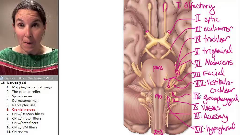 Nerves 6- Cranial Nerves