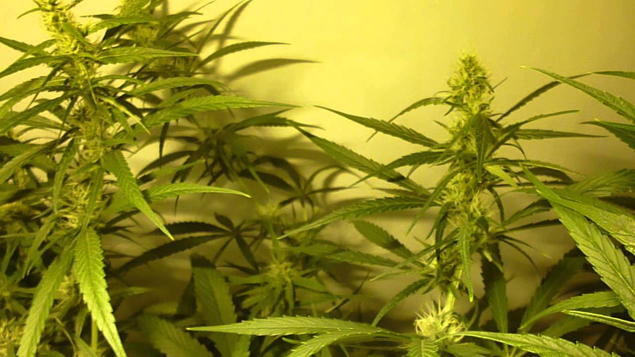Super Silver Haze - 5 Weeks 12/12 - 3 Weeks Flower