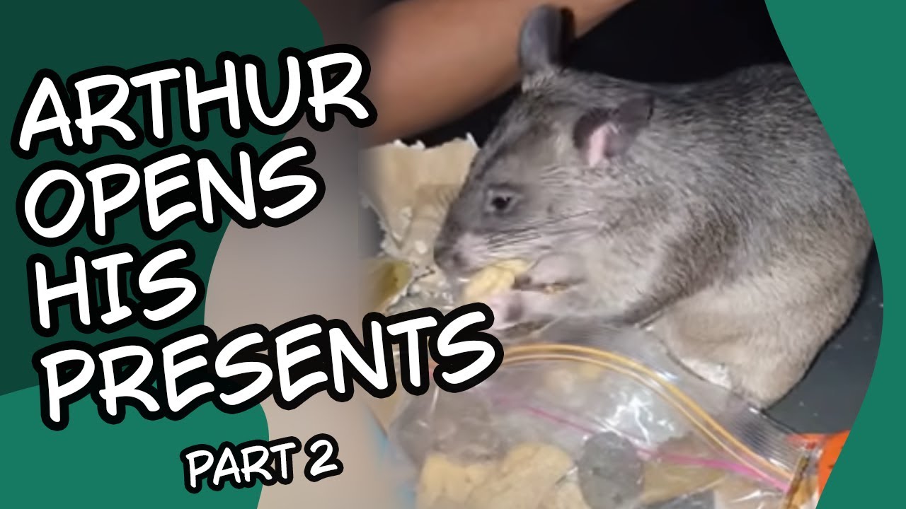 Ever seen a Pouched Rat open their own birthday presents? Gambian Pouched Rat Part 2