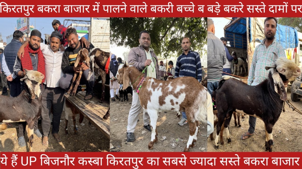 किरतपुर बकरा बाजार में पालने वाले बकरी के छोटे बच्चें ब बड़े बकरे सबसे ज्यादा सस्ते दामों पर