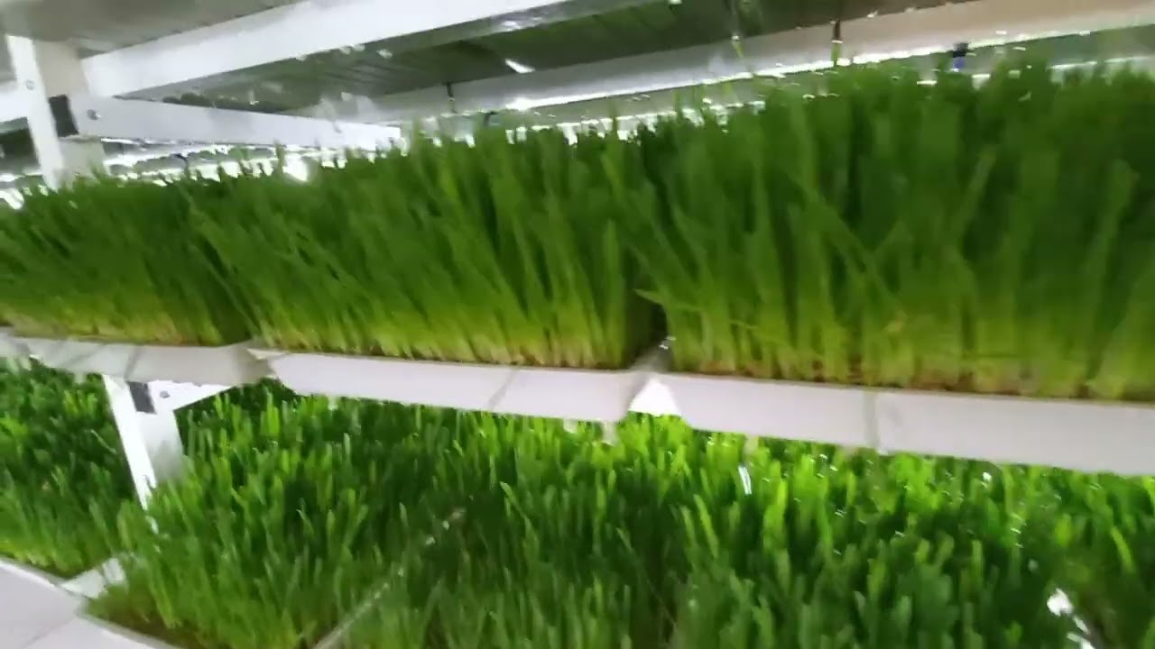 تجهيز غرف الشعير المستنبت بالمغرب 0660865451/0661795126
