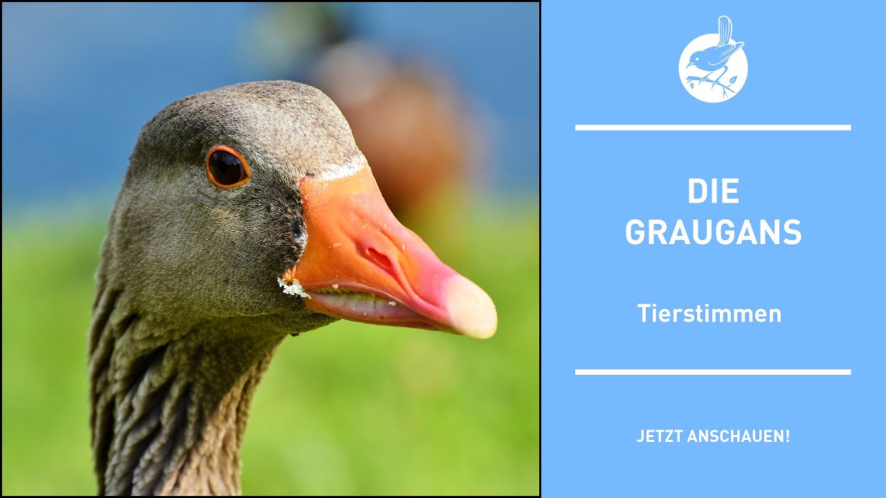 Vogelstimmen: Die Graugans - Greyleg goose - Anser anser (4k)