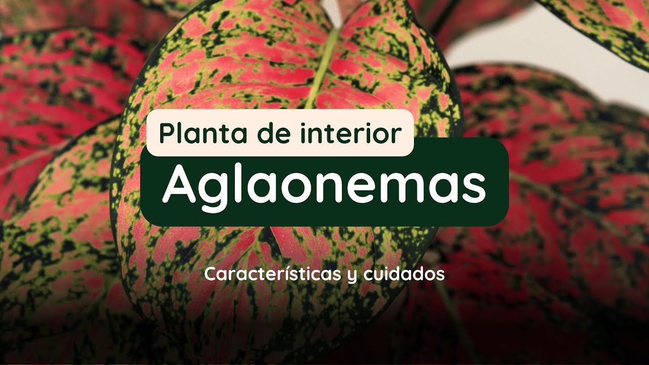 Aglaonemas | Consejos prácticos y cuidados #aglaonema #plantas #plantasdentrodecasa