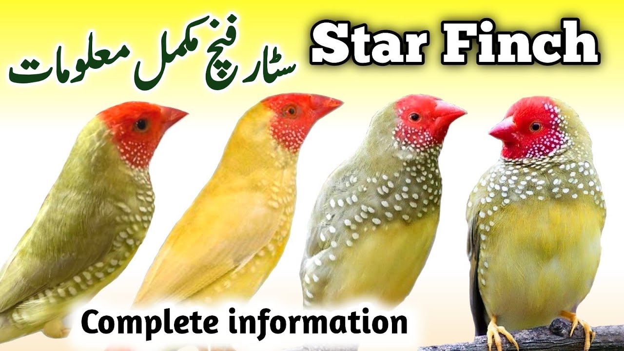 Star Finch Breeding Tips | Star Finch Nest Box Cage & Seed mix |Red Tail Face Star Finch Male Female