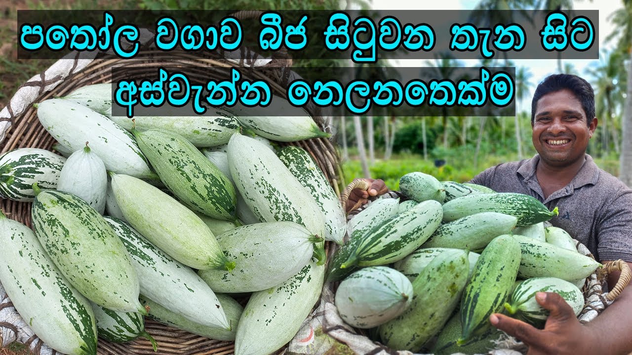පතෝල වගාව කාබනිකව බිජ සිටවීමෙ සිට අස්වැන්න නෙලනතෙක්ම Pathola cultivation is organic from seed