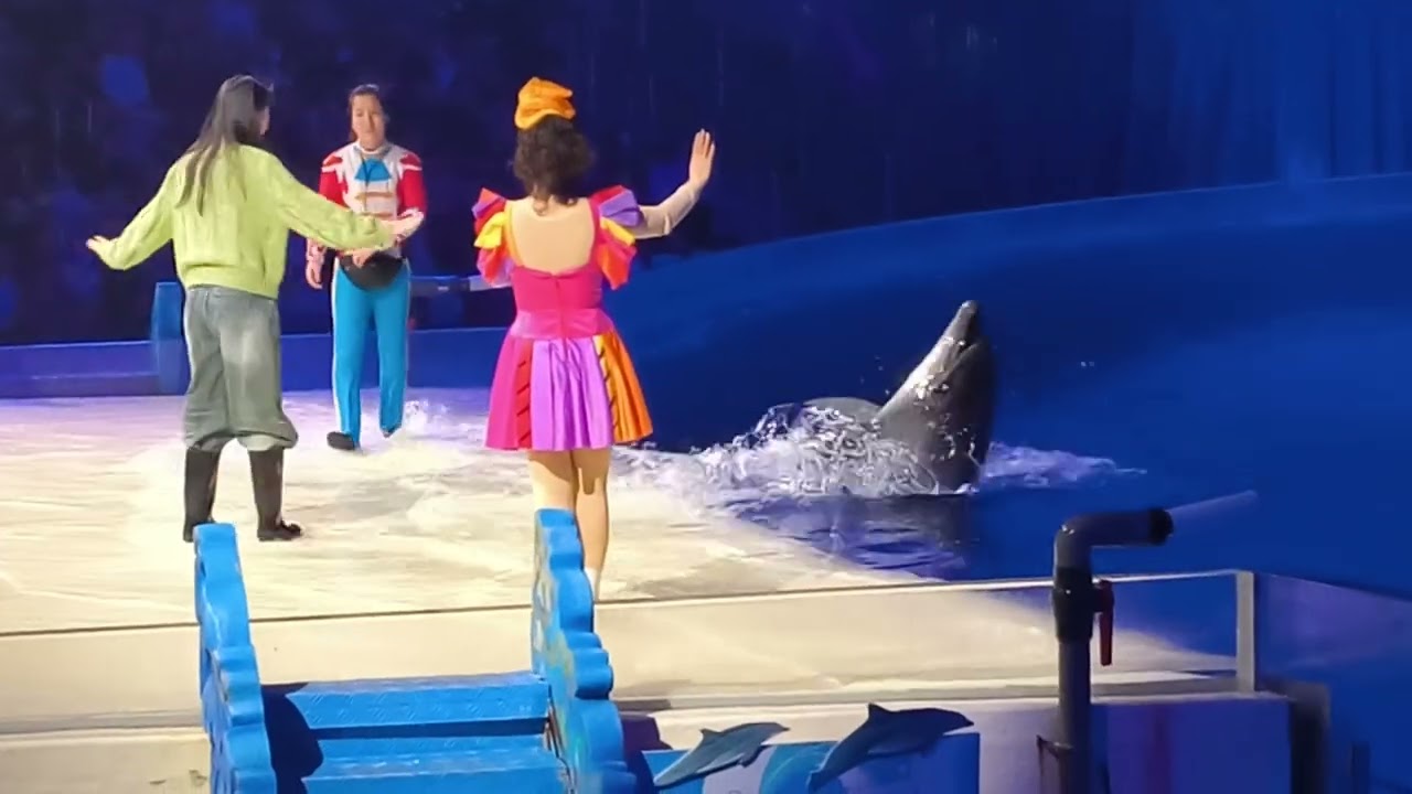 海昌公園海豚表演