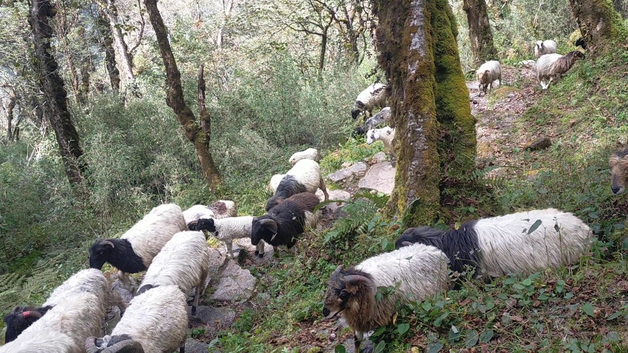 बारपाक भेडा गोठ सर्ने बेला।