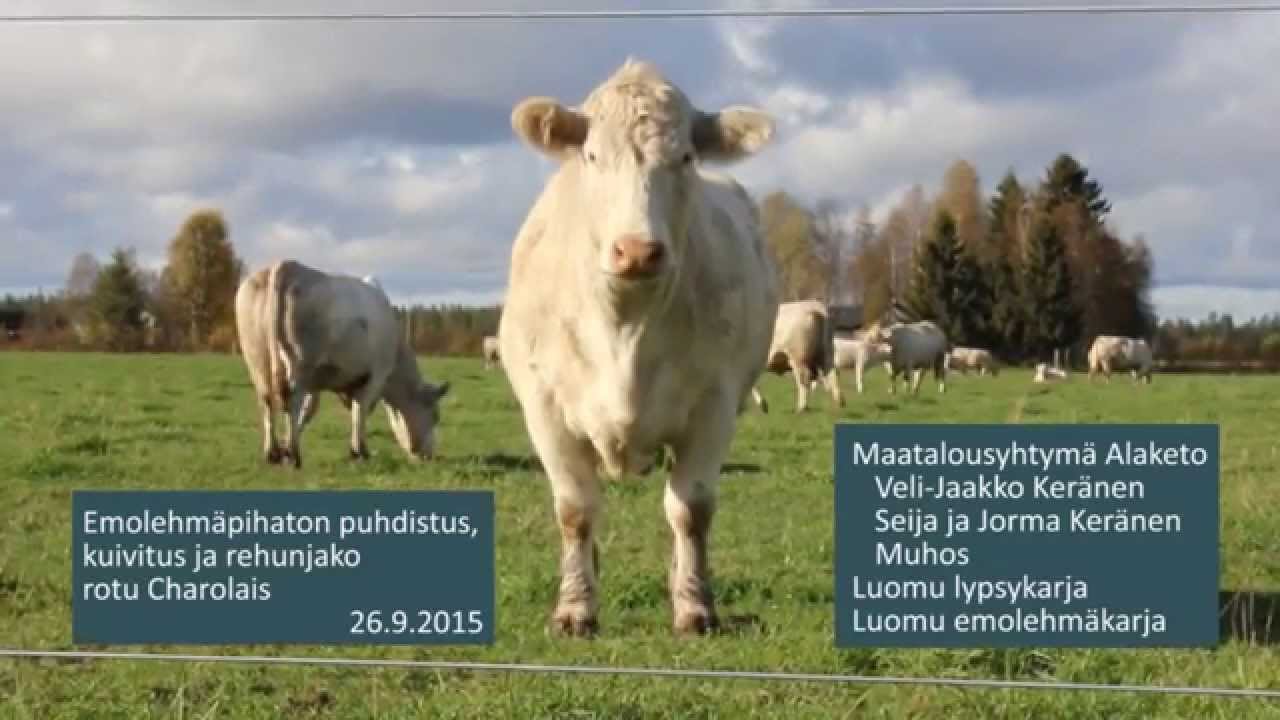 Emolehmäpihaton siivous, kuivittaminen ja rehun jako.