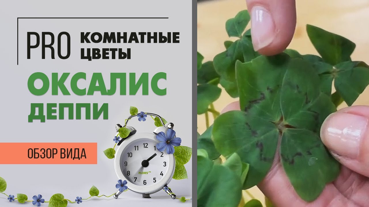 Оксалис Деппи, он же Кислица, он же Цветок счастья - луковичная травка для окна и сада