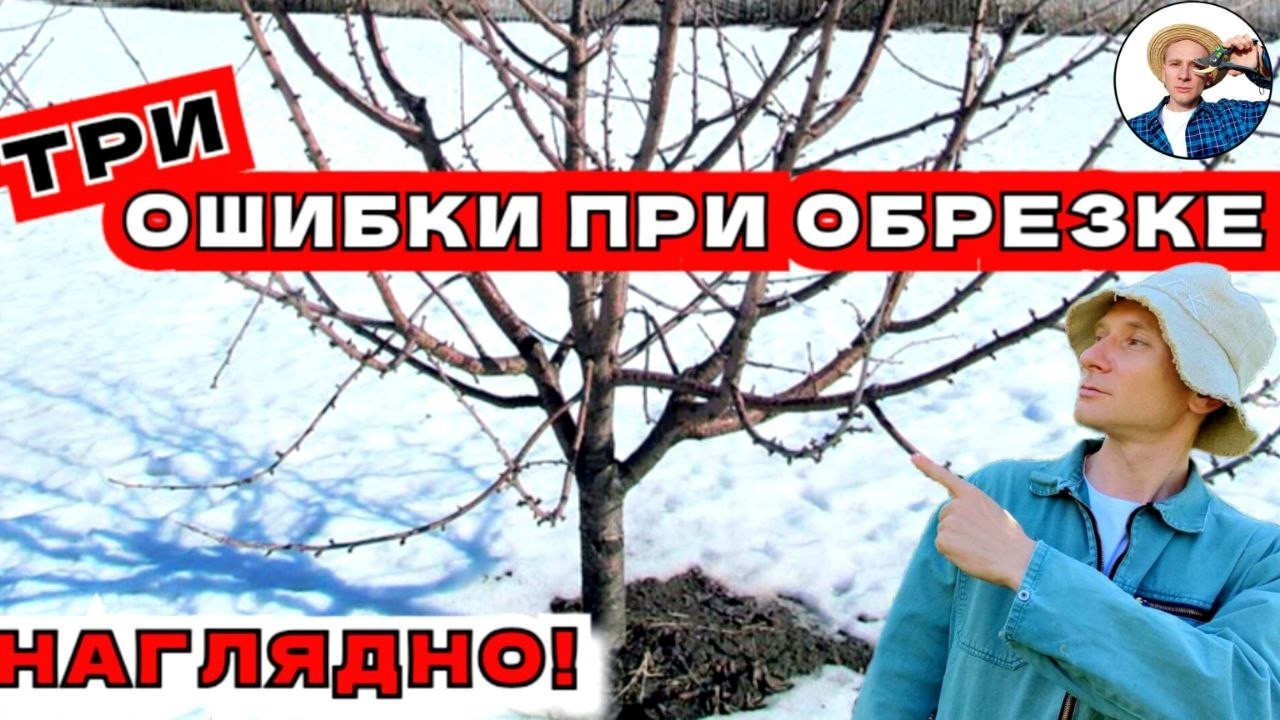 3 ОСНОВНЫЕ ОШИБКИ при обрезке деревьев: подвой, мутовчатость, не правильный ярус