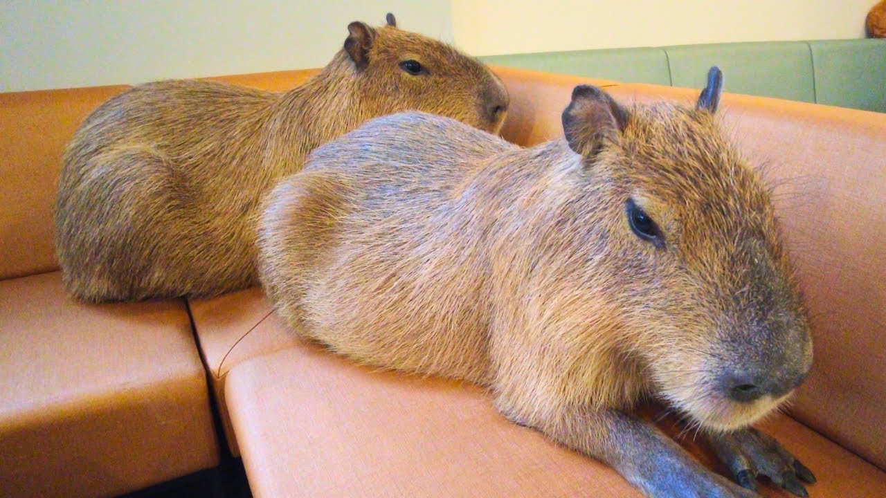 Недавно открытое кафе Capybara в Японии Токио 😍 Cafe Capyba