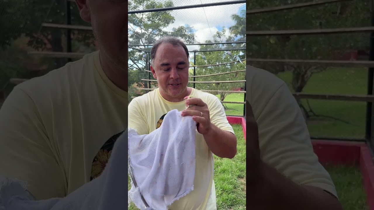 COMO PEGAR RING NECK NO VIVEIRO ABERTO