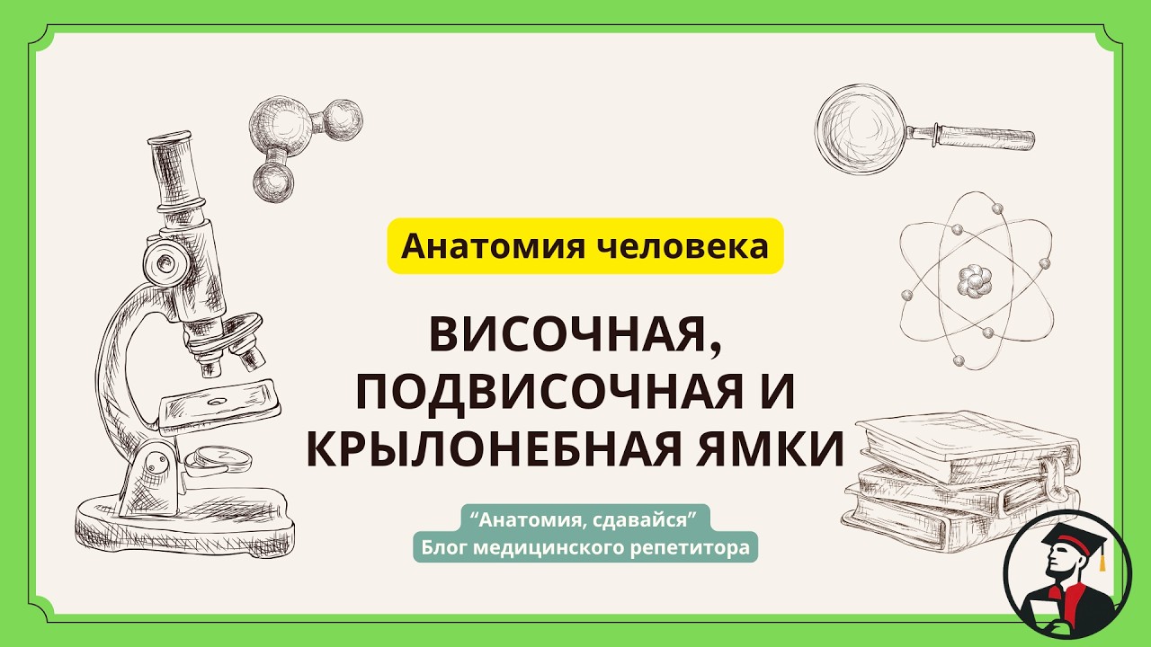 Височная, подвисочная и крылонебная ямка: где находятся и что содержат? #анатомия #череп #кости
